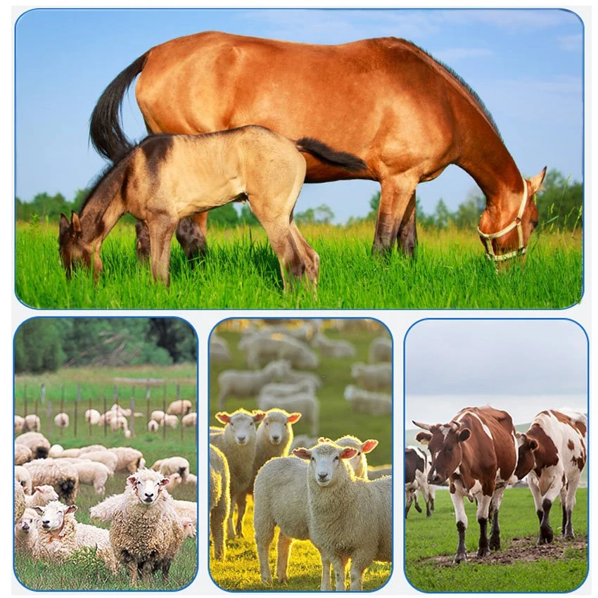 Application of Plastic horse feeding manger