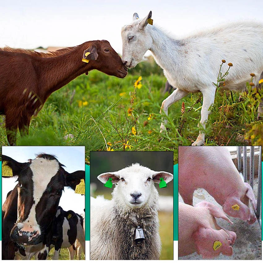 Application of sheep ear tags Application of sheep ear tags
