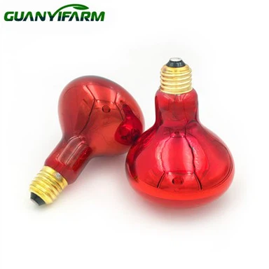 Hitalampa fyrir kjúklinga